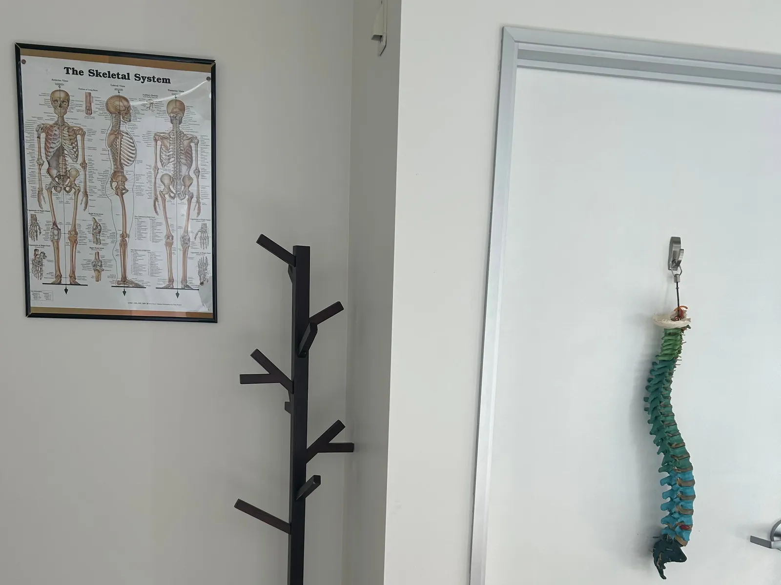A spine model and a skeletal chart in the office at The Function Chiropractic in Palo Alto